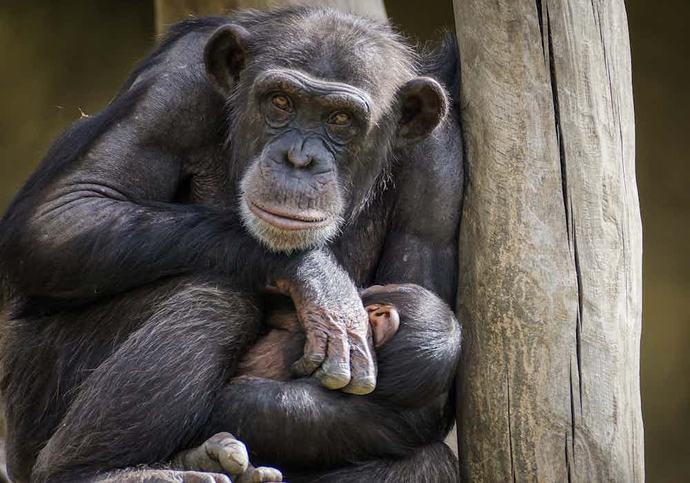 Taronga Zoo Sydney-Chimpanzee Keeper Talk