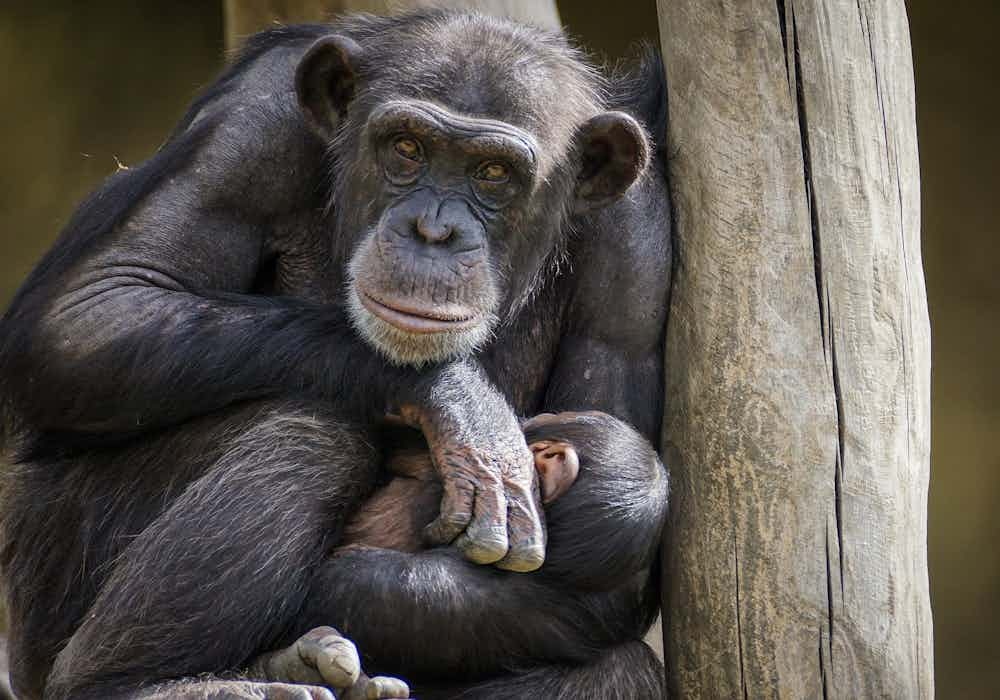 Taronga Zoo Sydney-Chimpanzee Keeper Talk 