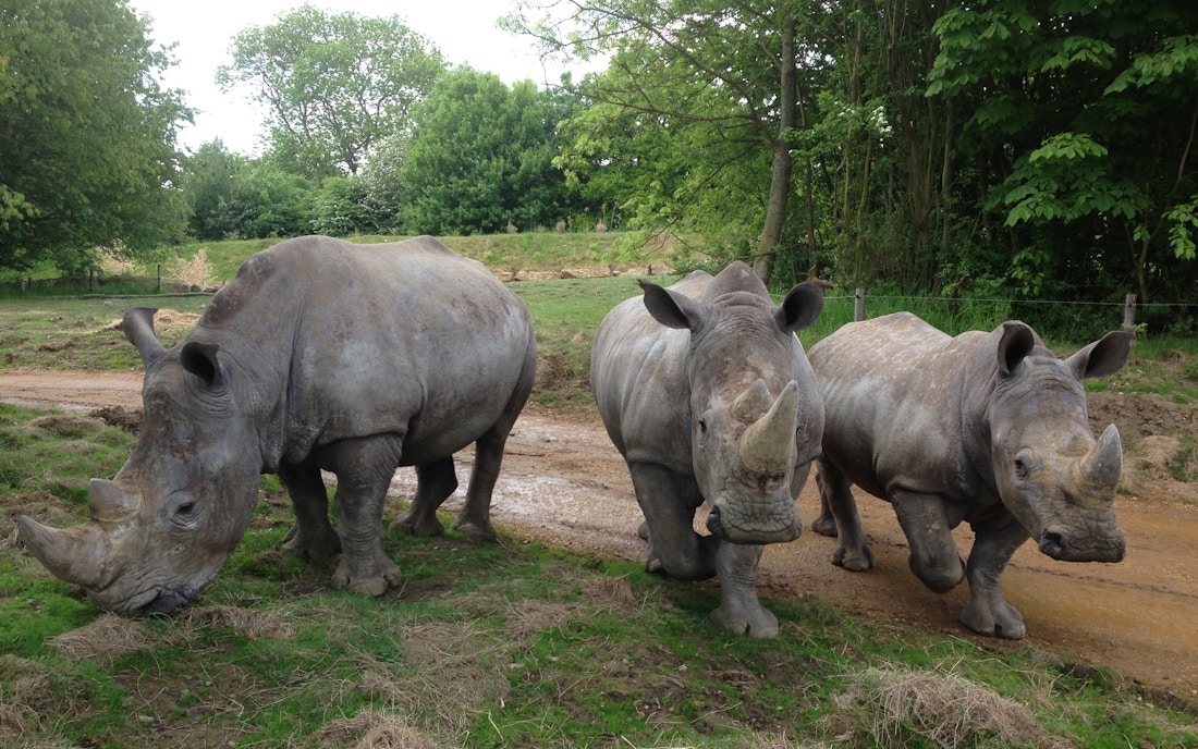 Chessington World of Adventures Resort Chessington Park Rules