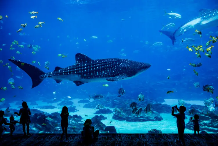 National Aquarium Abu Dhabi