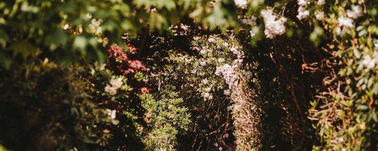 Amsterdam to Keukenhof