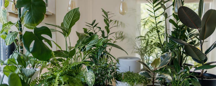 Amsterdam To Keukenhof