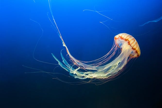 box jellyfish