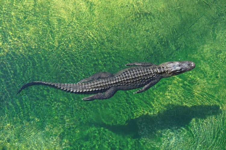  Crocodile