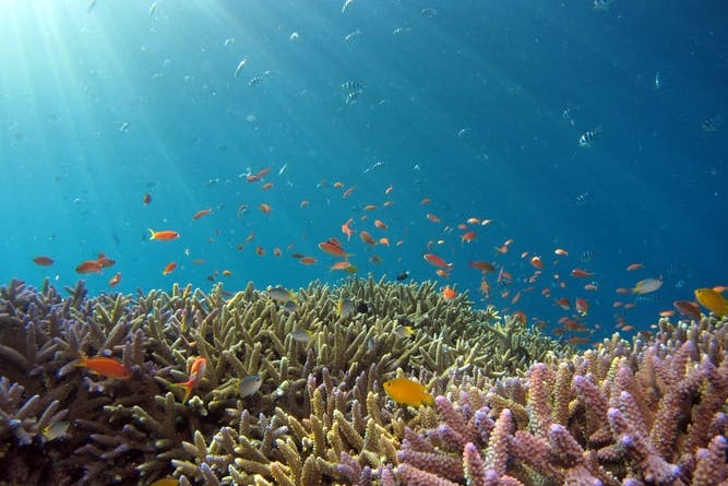 great barrier reef