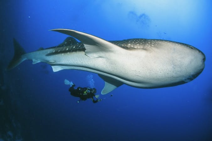 cairns Aquarium