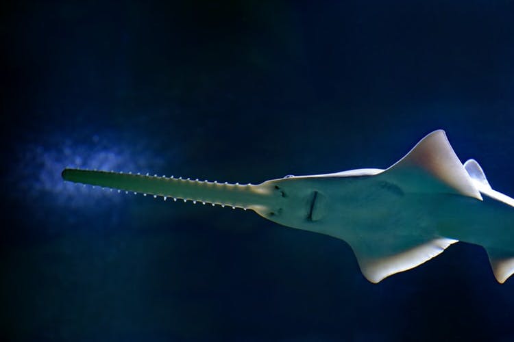 Freshwater sawfish