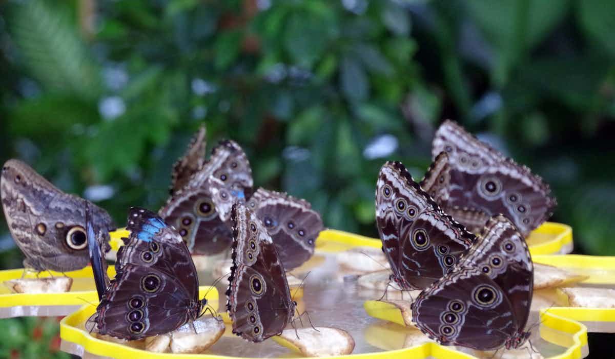 Dubai Butterfly Garden