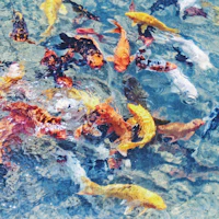 Koi Pond
