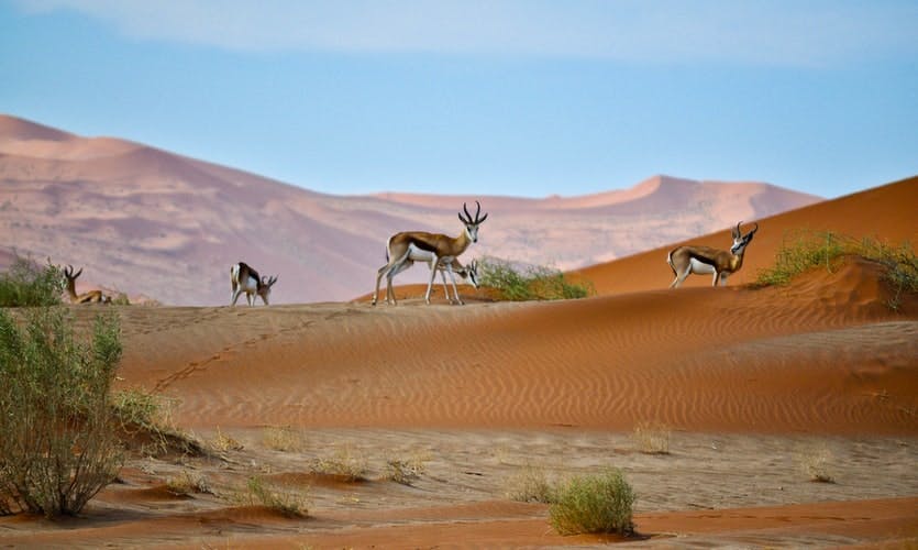 Sharjah Desert Park