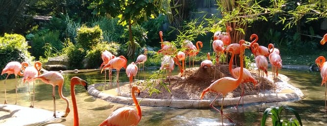 flamingo- the arch dubai