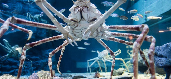 A Fun Day At The Osaka Aquarium Kaiyukan Tickets Tips More A Fun Day At The Osaka Aquarium Kaiyukan Tickets Tips More