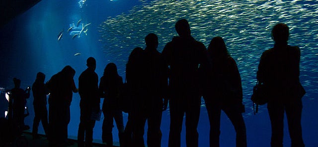 A Fun Day At The Osaka Aquarium Kaiyukan Tickets Tips More A Fun Day At The Osaka Aquarium Kaiyukan Tickets Tips More