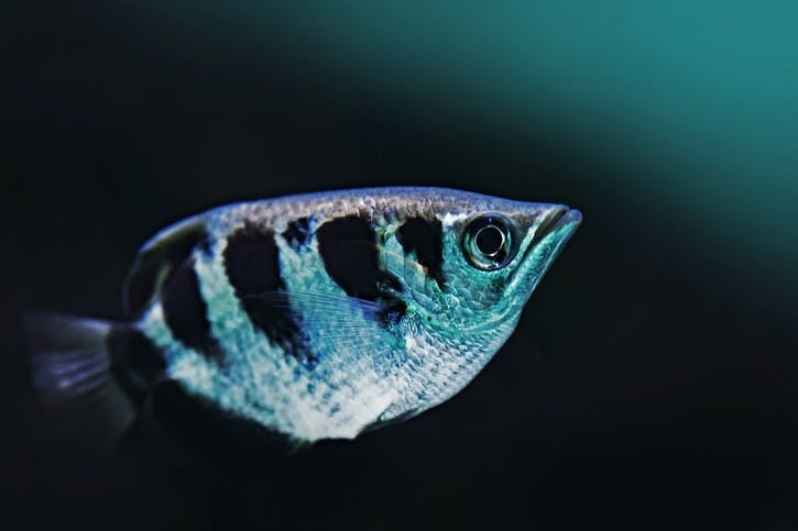 Aquaria KLCC