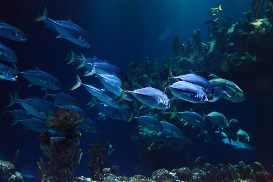 What to see and do at Sea Life Melbourne Aquarium