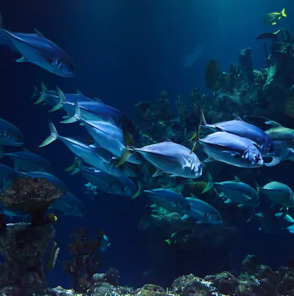 What to see and do at Sea Life Melbourne Aquarium