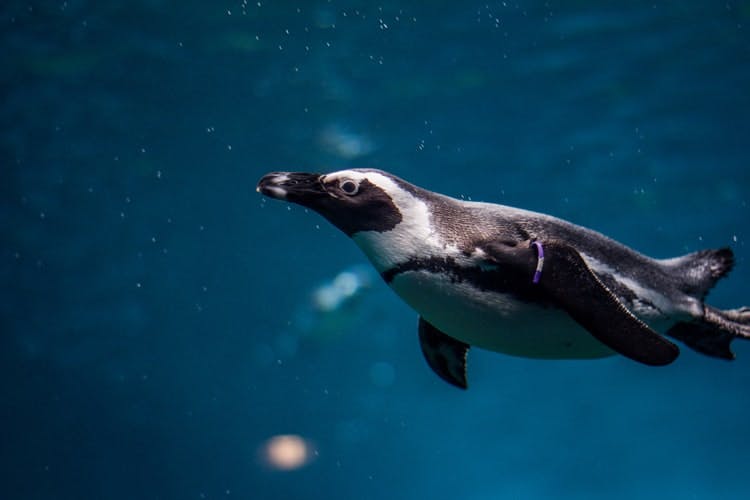 SEA Life Melbourne Aquarium