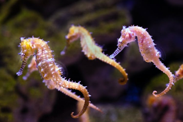 Melbourne Aquarium