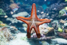 Sea Life Melbourne Aquarium