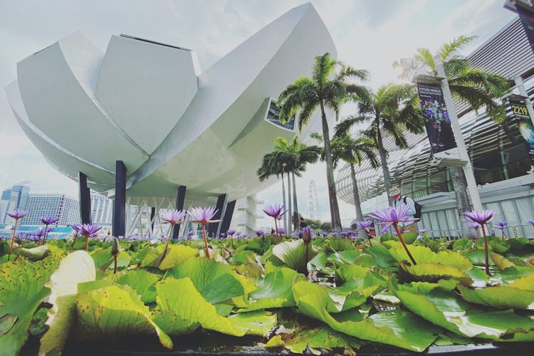 artscience museum singapore