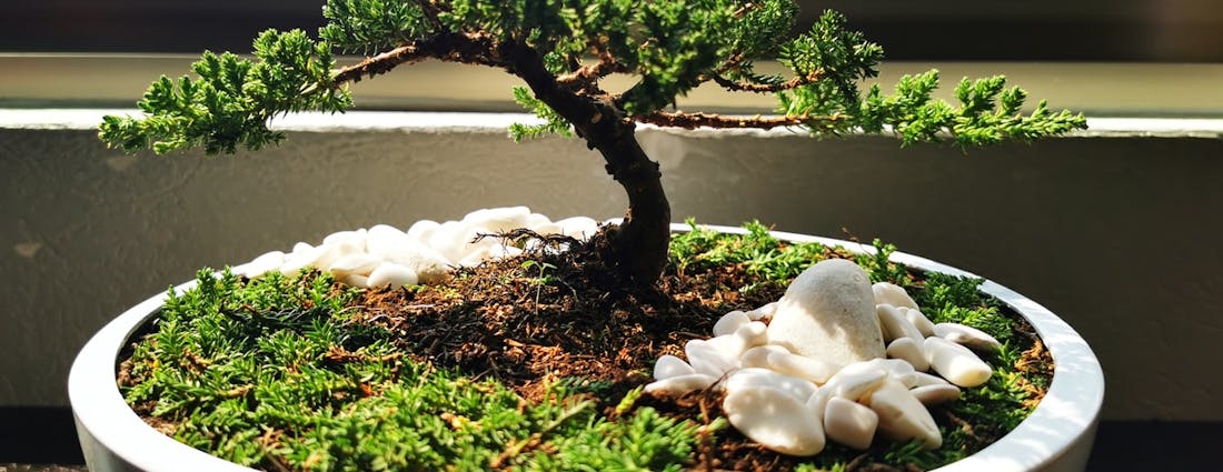 japanese bonsai