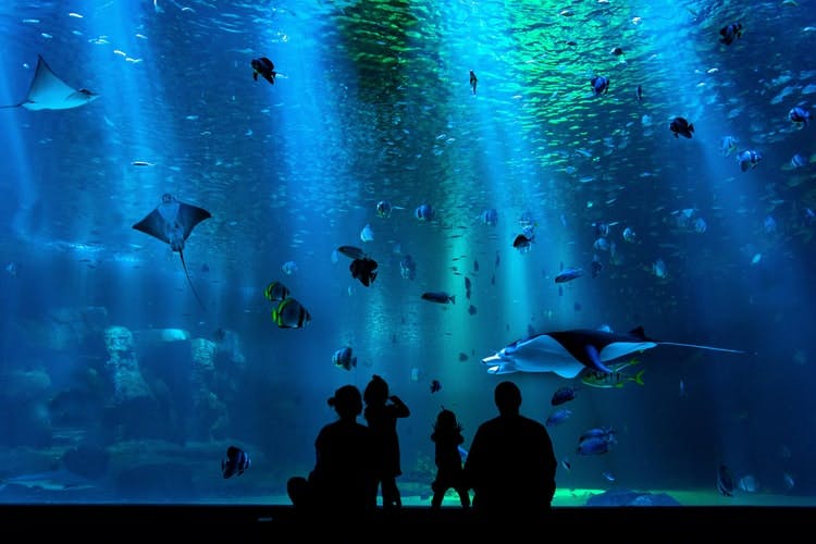 SEA Aquarium Singapore