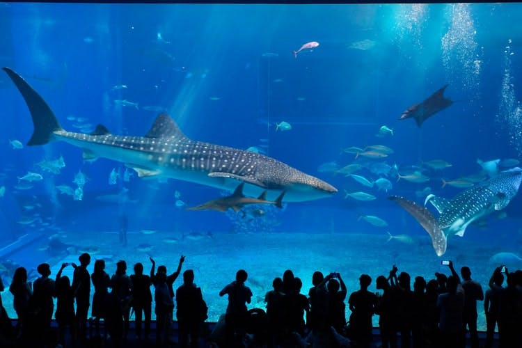 S E A Aquarium Singapore