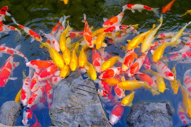 S E A Aquarium Singapore