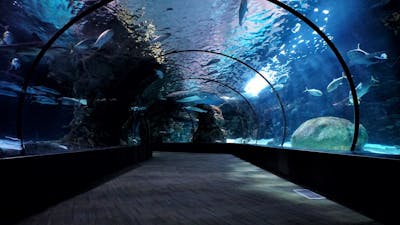 ocean restaurent sentosa skyline luge