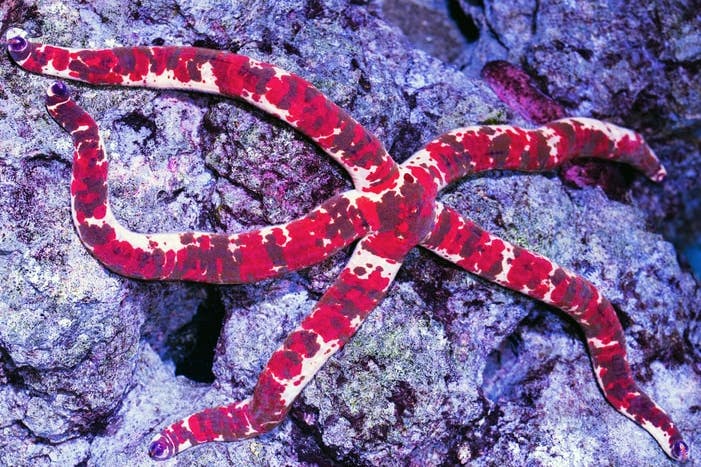 Sydney Aquarium