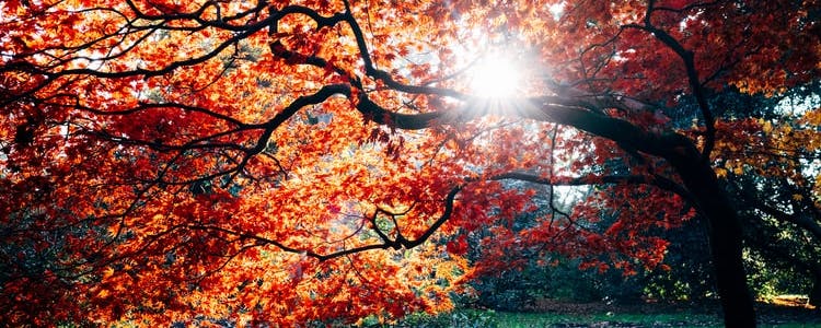 Sydney To Blue Mountains