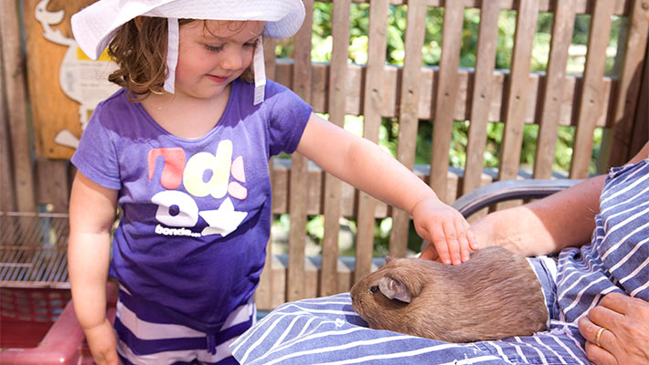 Taronga Zoo Sydney-Pat A Pet