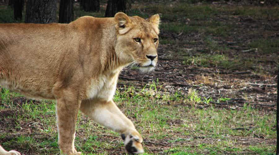 Taronga western plains zoo dubbo