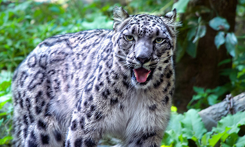 100-things-to-do-in-NYC-Summer-2017-bronx-zoo