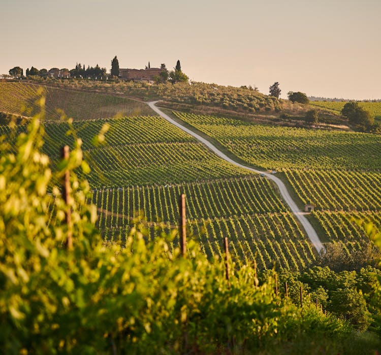 Florence to Tuscany Day Trip_Chianti Wine