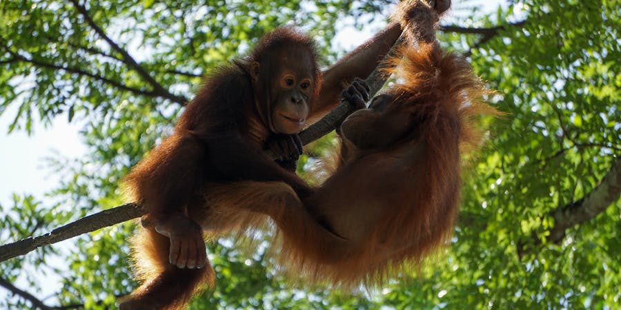 Singapore in March - things to do - Singapore Zoo