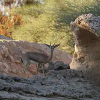 emirates zoo wildlife walk