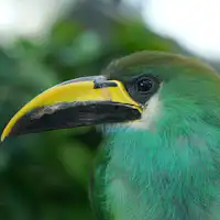 emirates zoo bird park