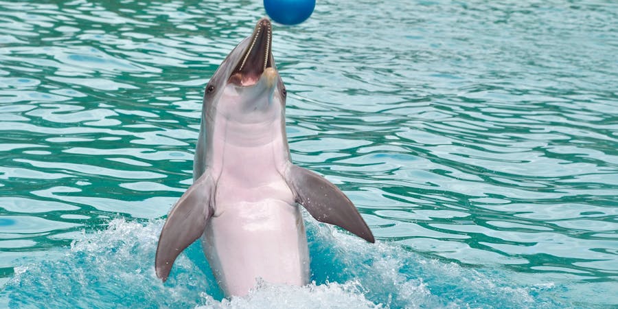 Dubai in march - dubai dolphinarium