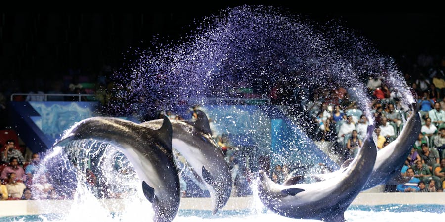 Dubai in february - dubai dolphinarium