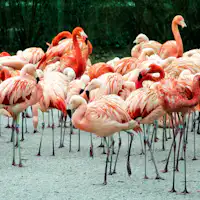 emirates zoo flamingo park