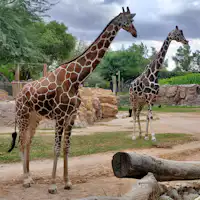 emirates zoo giraffe park