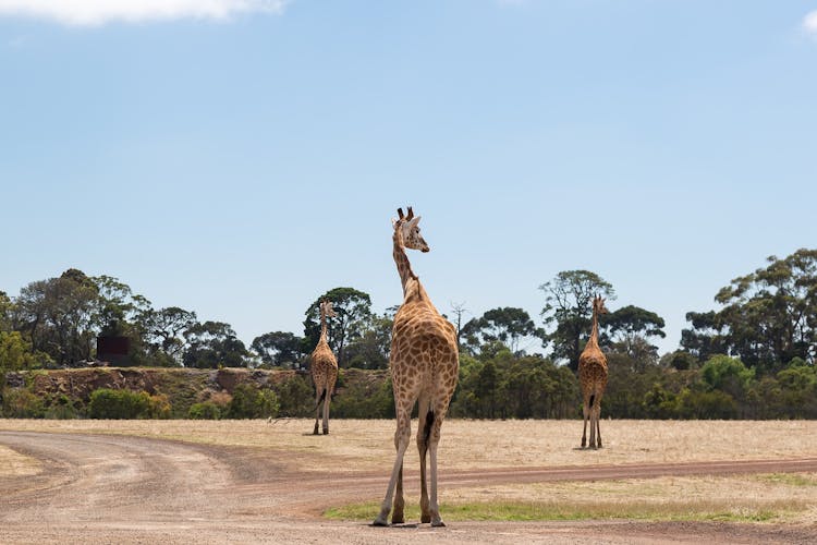  Melbourne Zoo activities