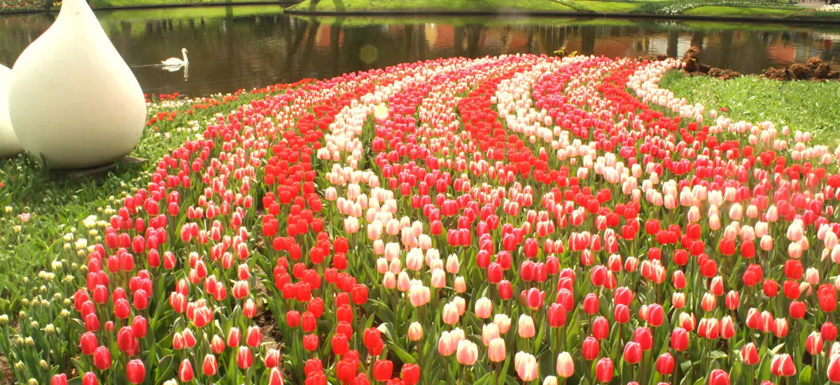 Keukenhof Tulip Garden Amsterdam