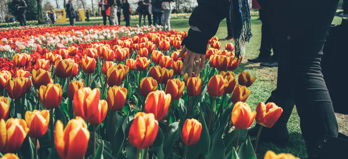 Keukenhof Tulip Garden Amsterdam