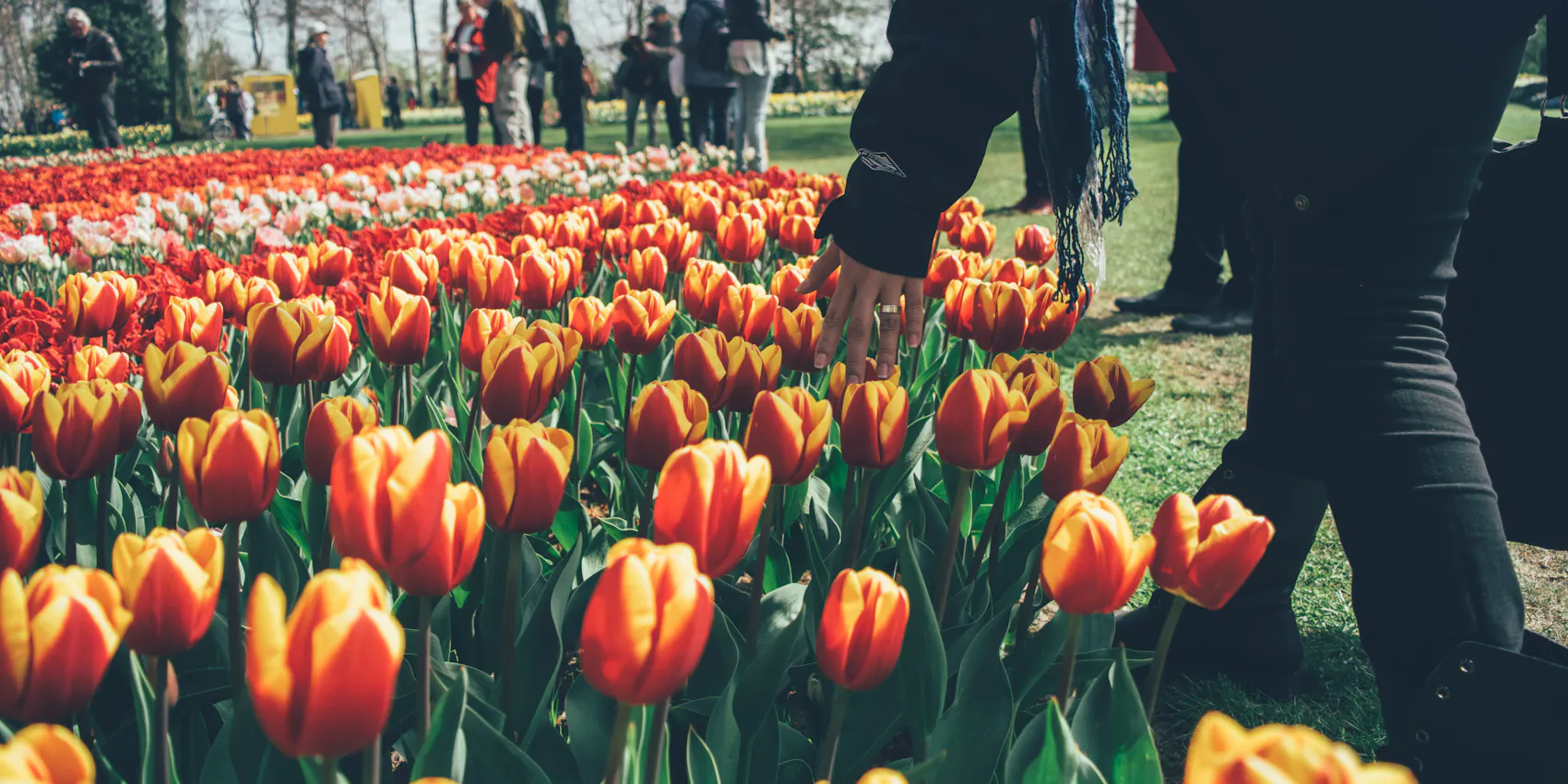 Keukenhof Tulip Garden Amsterdam