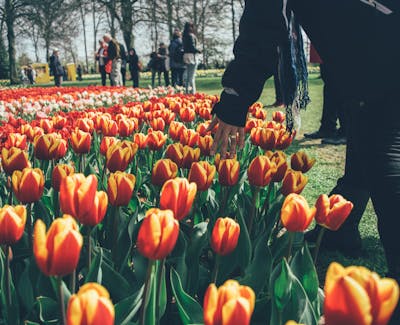 Keukenhof