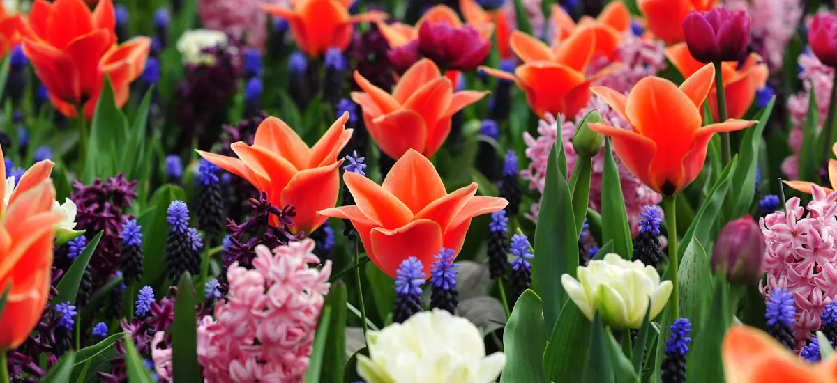Keukenhof Tulip Garden Amsterdam