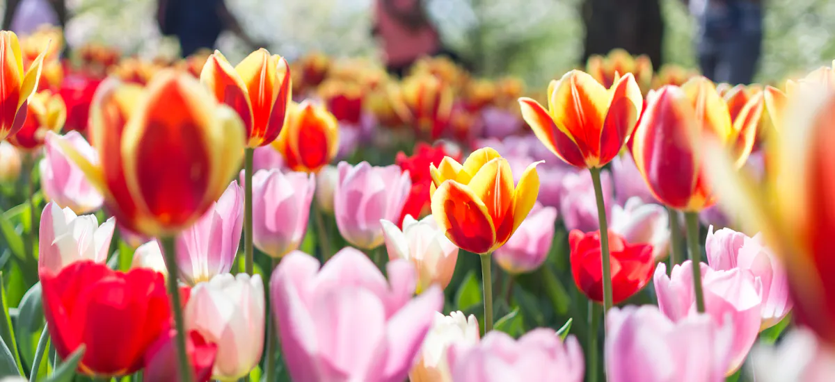 Keukenhof Tulip Garden Amsterdam