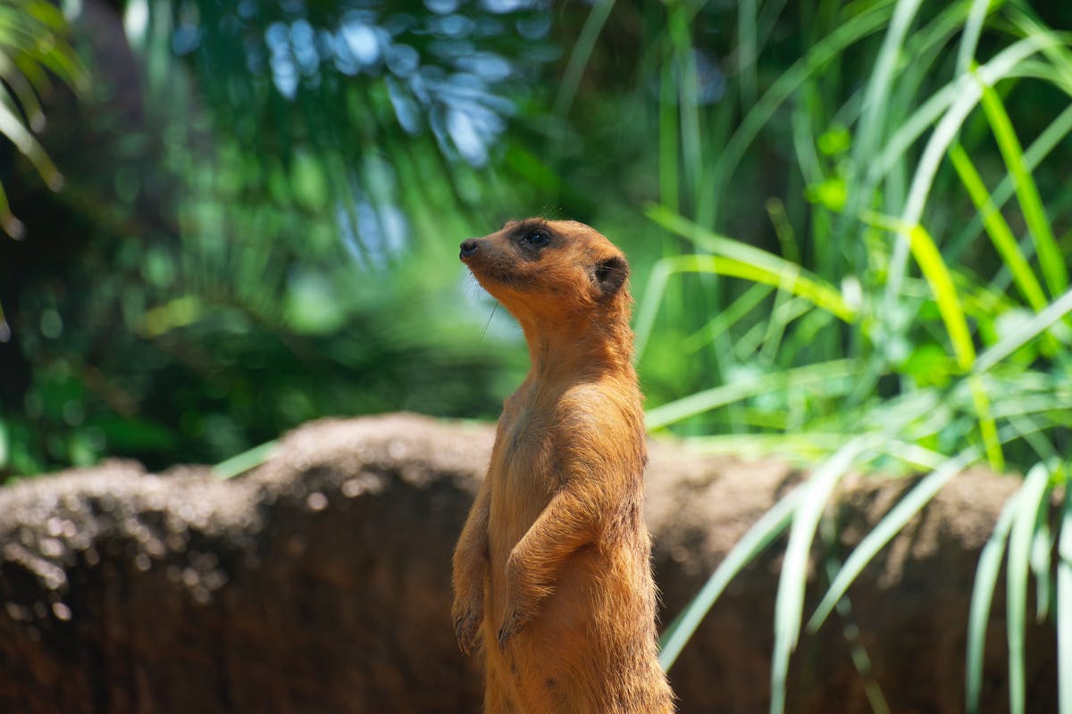 Meerkat